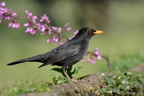 A Blackbird.