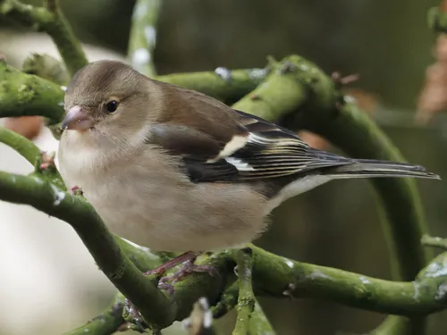 A Chaffinch.