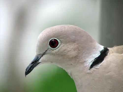 A Collared Dove.