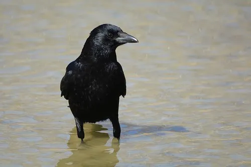 A Crow (Corvus corone).