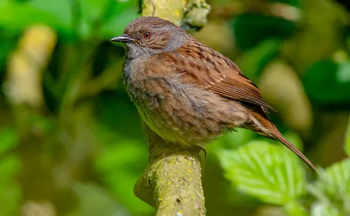 A Dunnock.