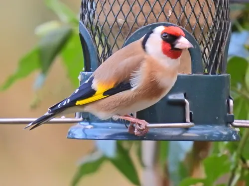 A Goldfinch.