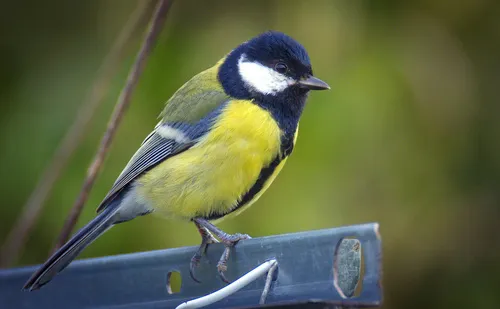 A Great Tit (Parus major).