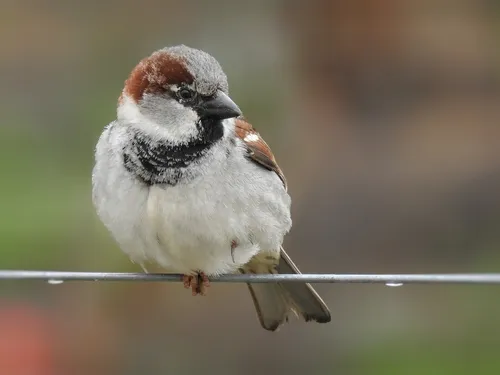 A House Sparrow.