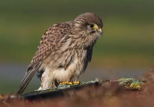A Kestrel (Falco tinnunculus).