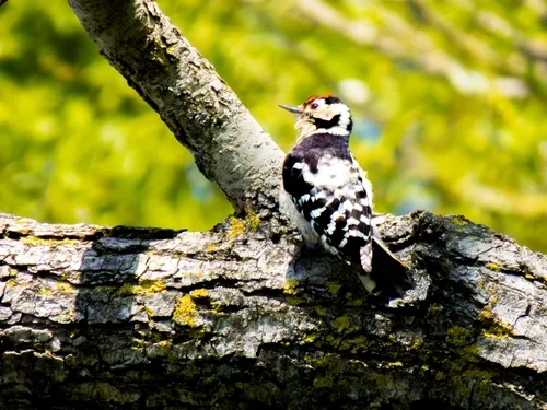 A Lesser Spotted Woodpecker (Dryobates minor).