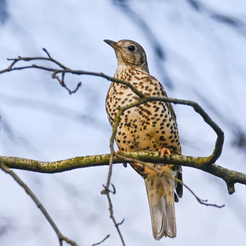 A Mistle Thrush (Turdus viscivorus).