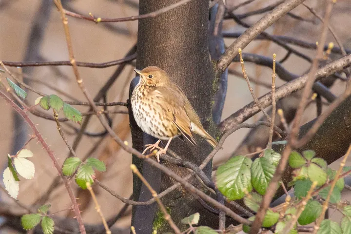 A Song Thrush.