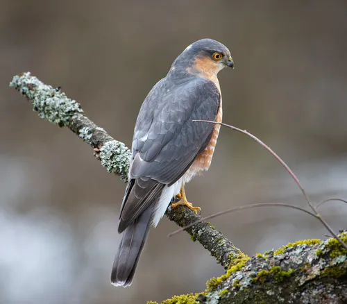 Sparrowhawk
