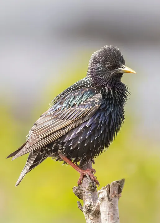 A Starling.