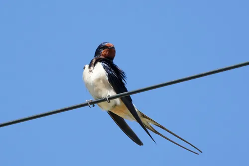 A Swallow (Hirundo rustica).