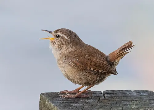 A Wren.